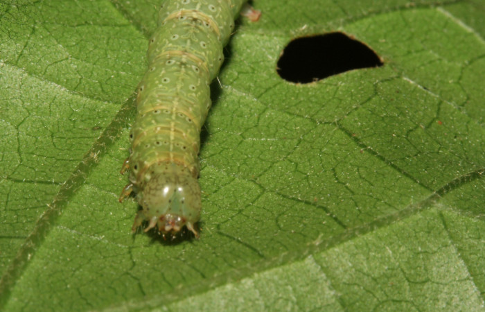 Cabeza en posición frontal de <i>Anomis directilinea</i></i> (Erebidae), U estadio. Sector San Cristóbal, Estación San Criatóbal. Voucher 09-SRNP-787-DHJ450388.jpg.