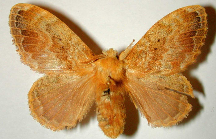 Fig 1. Hembra de <i>Euglyphis asapha</i></i> posición dorsal. Voucher: 00-SRNP-12053-DHJ33208.jpg.