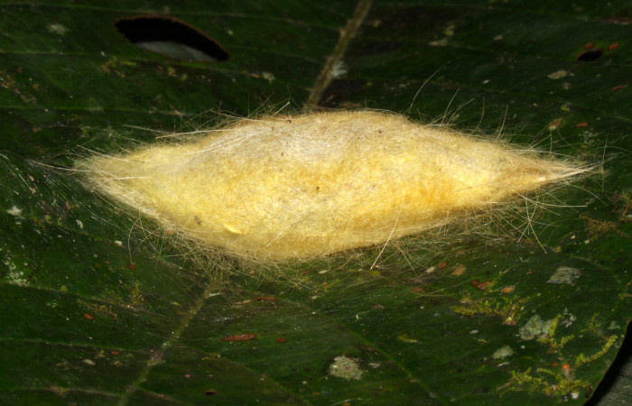 Fig.10. Capullo de <i>Euglyphis asapha</i></i>. Voucher : 13-SRNP-30680-DHJ700857.jpg.