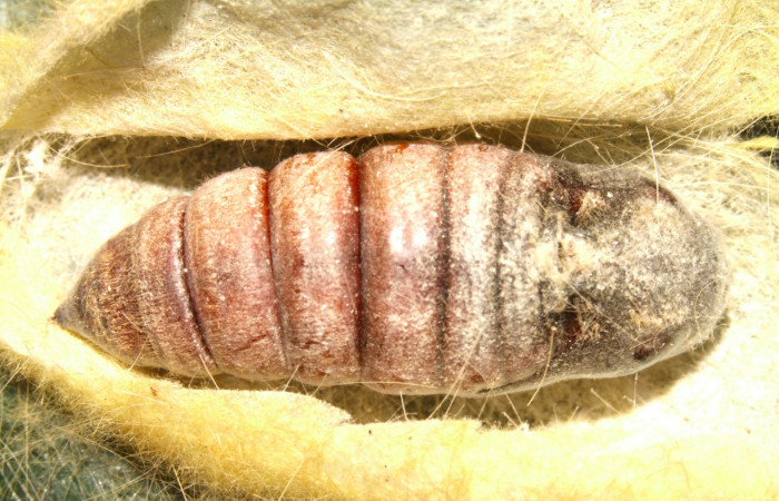 Fig.11. Pupa de <i>Euglyphis asapha</i></i>. Voucher : 13-SRNP-30680-DHJ700850.jpg.