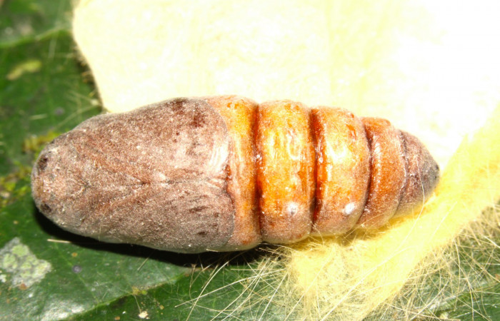 Fig.12. Pupa de <i>Euglyphis asapha</i></i>. Voucher : 13-SRNP-30680-DHJ700852.jpg.