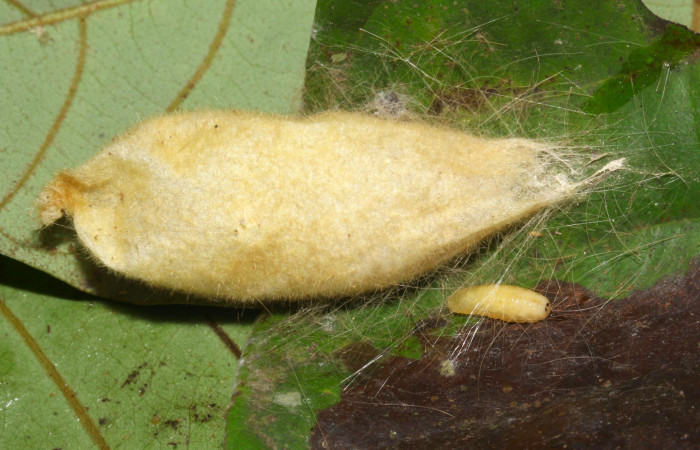 Fig.13. Capullo de <i>Euglyphis asapha</i></i>, con una larva parásito. Voucher : 17-SRNP-32270-DHJ740584.jpg 17SRNP-32270-DHJ740584.jpg.