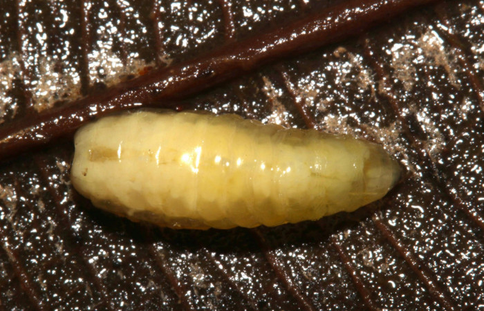 Fig.14. Larva parásito de la familia (Tachinidae), en <i>Euglyphis asapha</i></i>. Voucher : 17-SRNP-32270-DHJ740589.jpg.