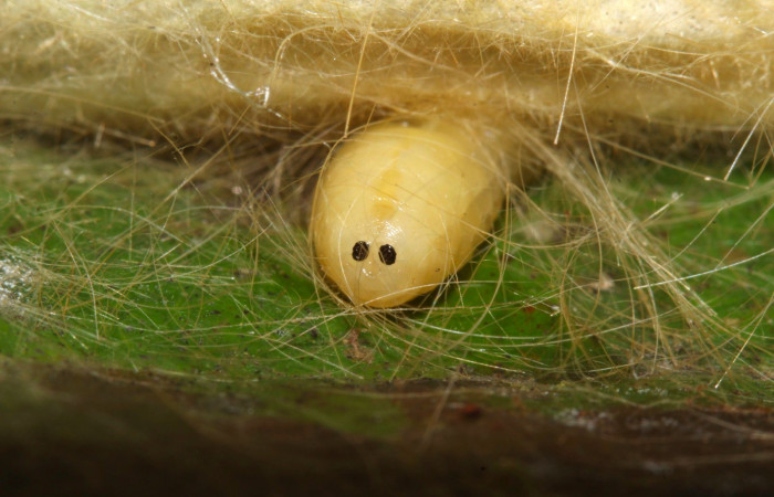 Fig.15. Larva parásito de la familia (Tachinidae), en <i>Euglyphis asapha</i></i>. Voucher : 17-SRNP-32270-DHJ740586.jpg.