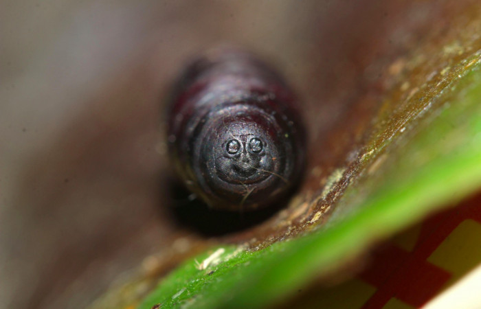 Fig.16. Pupario parásito de la familia (Tachinidae), en <i>Euglyphis asapha</i></i>. Voucher : 17-SRNP-32270-DHJ740593.jpg.