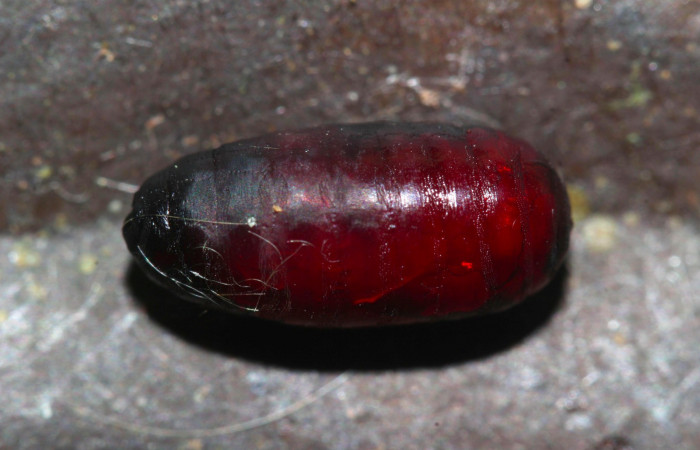 Fig.17. Pupario parásito de la familia (Tachinidae), en <i>Euglyphis asapha</i></i>. Voucher : 17-SRNP-32270-DHJ740591.jpg.