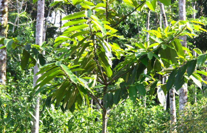 Fig.18. Arbol juvenil de <i>Virola kischnyi</i></i> (Myristicaceae), planta hospedera de <i>Euglyphis asapha</i></i> (Lasiocampidae). Foto en sitio Medrano 18 de setiembre 2013 tomada por Calixto Moraga.

