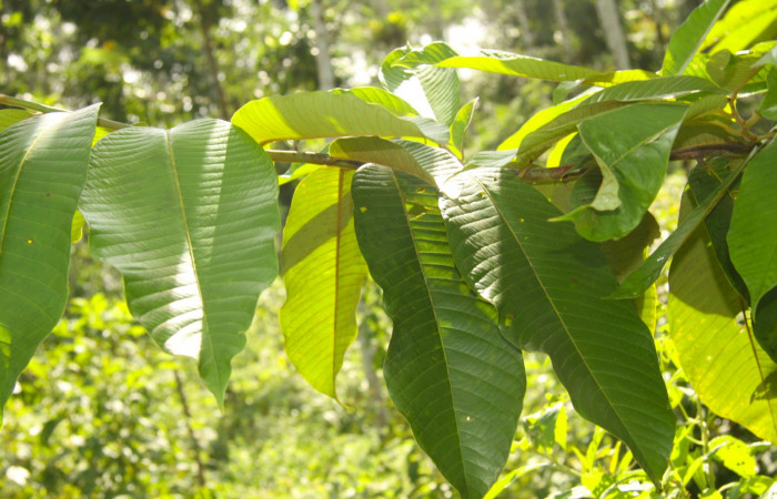 Fig.19. Acercamiento de hojas de <i>Virola koschnyi</i></i> (Myristicaceae), planta hospedera de <i>Euglyphis asapha</i></i> (Lasiocampidae). Foto en sitio Medrano 18 de setiembre 2013 tomada por Calixto Moraga.
