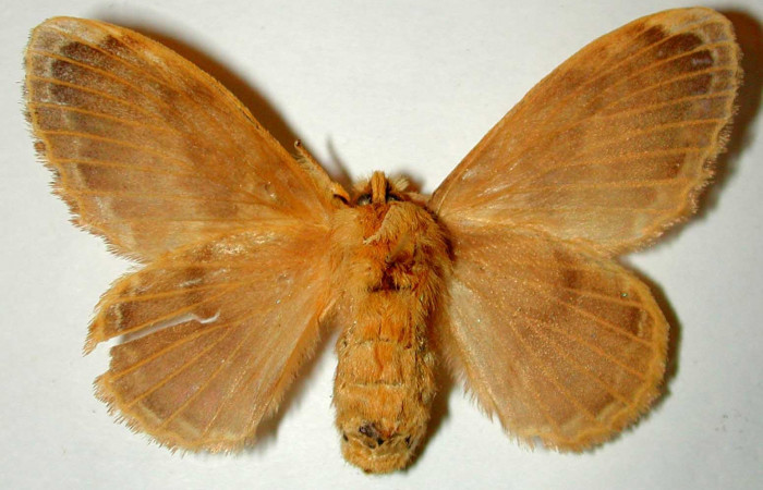 Fig 3. Hembra de <i>Euglyphis asapha</i></i> de posición ventral. Voucher : 00-SRNP-12053-DHJ33209.jpg.