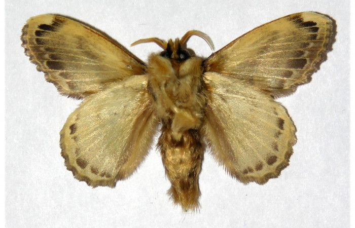 Fig 4. Macho de <i>Euglyphis asapha</i></i> de posición ventral. Voucher : 01-SRNP-3044-DHJ319443.jpg.