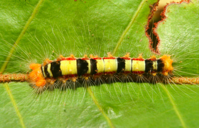 Fig.5. Larva de <i>Euglyphis asapha</i></i> en tercer estadio; vista dorsal. Voucher : 13-SRNP-71659-DHJ703307.jpg.