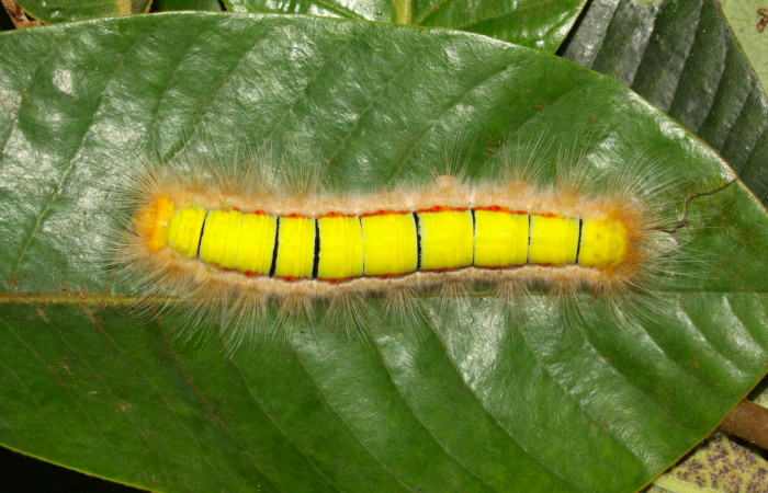 Fig 6. Larva de <i>Euglyphis asapha</i></i> en último; vista dorsal. Voucher : 13-SRNP-30680-DHJ700838.jpg.