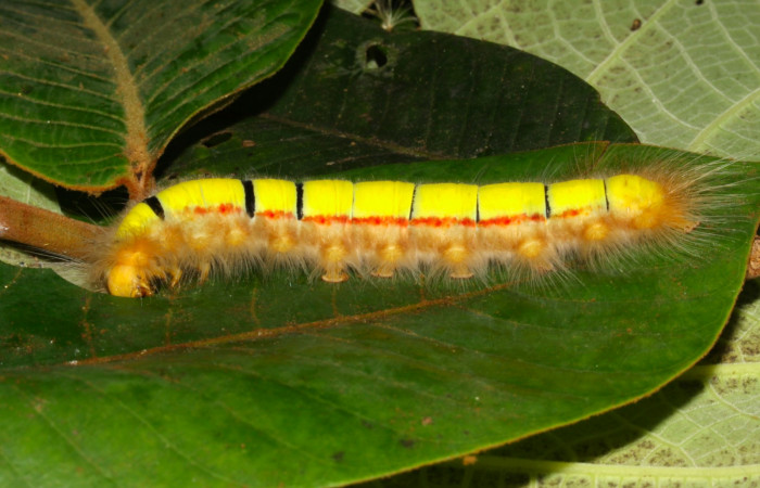 Fig.7. Larva de <i>Euglyphis asapha</i></i> en último estadio.Vista lateral. Voucher : 13-SRNP-30680-DHJ700847.jpg.