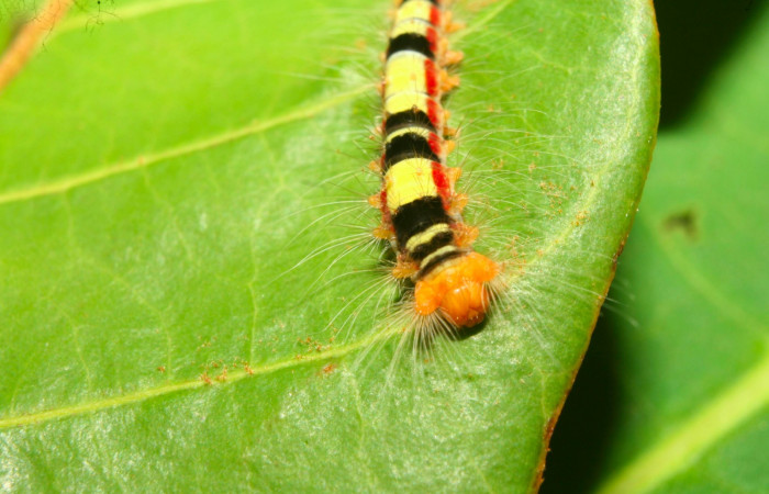 Fig.8. Larva de <i>Euglyphis asapha</i></i> en tercer estadio; vista frontal. Voucher : 13-SRNP-71659-DHJ703306.jpg.