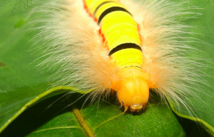 Fig.9. Mostrando cabeza de <i>Euglyphis asapha</i></i> en último. Voucher : 13-SRNP-71659-DHJ703338.jpg.