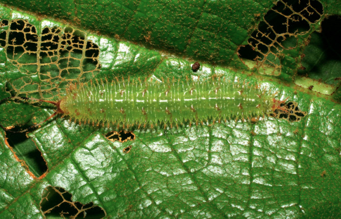 Figura 17. Larva <i>Macrosoma</i></i> tipulataDHJ02 (Hedylidae), último estadío (U) vista dorsal, localidad Sendero Monte Sele, Sector Pitilla  ACG (680m). Voucher: 06-SRNP-32390-DHJ413490.jpg.