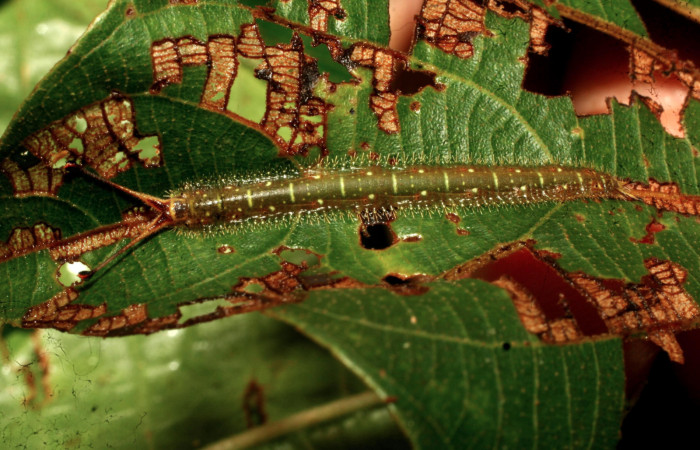 Figura 2. Larva <i>Macrosoma heliconiaria</i></i> (Hedylidae), penúltimo estadío (PU) vista posición sobre haz de la hoja y raspado de comido, localidad Pasmompa, Sector Pitilla ACG (440m). Voucher: 11-SRNP-32641-DHJ484270.jpg.