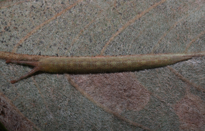 Figura 14. Larva <i>Macrosoma bahiata</i></i> (Hedylidae), último estadío (U) vista dorsal, localidad Estación Los Almendros, Sector El Hacha ACG (290m). Voucher: 13-SRNP-22942-DHJ710054.jpg.