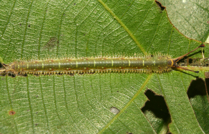 Figura 4. Larva <i>Macrosoma heliconiaria</i></i> (Hedylidae), último estadío (U) vista dorsal, localidad Medrano Estación Quica, Sector Pitilla ACG (380m). Voucher: 13-SRNP-70409-DHJ702119.jpg.
