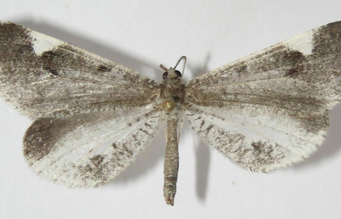 Figura 1. Adulto de <i>Macrosoma heliconiaria</i></i> (Hedylidae), vista dorsal, localidad Medrano Estación Quica, Sector Pitilla ACG (380m). Voucher: 13-SRNP-70410-DHJ570200.jpg.