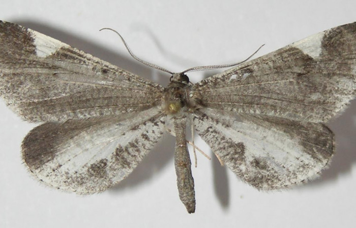 Figura 8. Adulto de <i>Macrosoma heliconiaria</i></i> (Hedylidae), macho vista dorsal, localidad Medrano Estación Quica, Sector Pitilla ACG (3800m). Voucher: 13-SRNP-70411-DHJ570198.jpg.