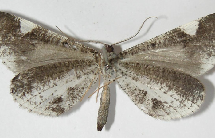 Figura 9. Adulto de <i>Macrosoma heliconiaria</i></i> (Hedylidae), macho vista ventral, localidad Medrano Estación Quica, Sector Pitilla ACG (380m). Voucher: 13-SRNP-70411-DHJ570199.jpg.