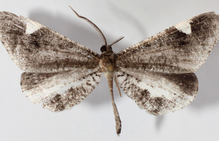 Figura 10. Adulto de <i>Macrosoma heliconiaria</i></i> (Hedylidae), hembra vista dorsal, localidad Medrano Estación Quica, Sector Pitilla ACG (380m). Voucher: 13-SRNP-71596-DHJ590250.jpg.