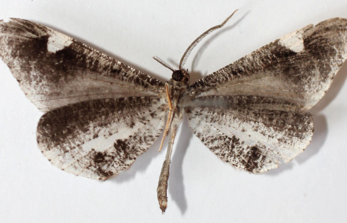 Figura 11. Adulto de <i>Macrosoma heliconiaria</i></i> (Hedylidae), hembra vista ventral, localidad Medrano Estación Quica, Sector Pitilla ACG (380m). Voucher: 13-SRNP-71596-DHJ590251.jpg.