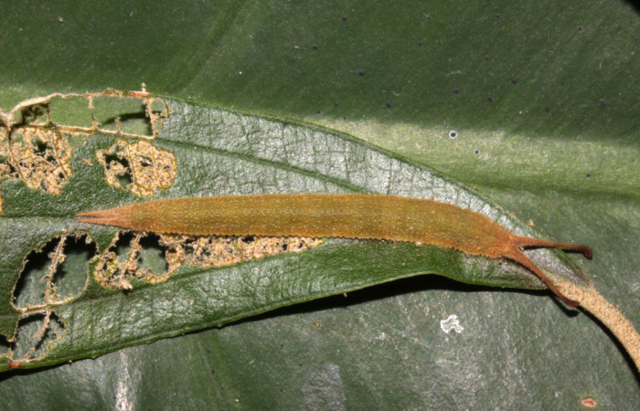 Figura 15. Larva <i>Macrosoma conifera</i></i> (Hedylidae), último estadío (U) vista dorsal, localidad Sendero Carica, Sector Pitilla  ACG (660m). Voucher: 14-SRNP-30681-DHJ720795.jpg.