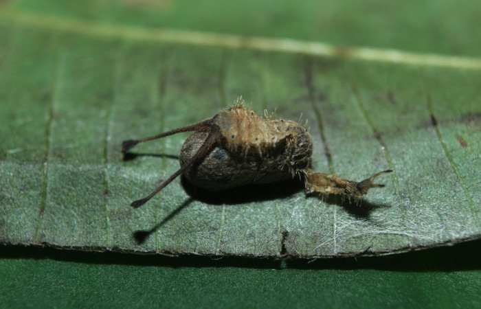 Figura 12. Capullo de parásito de nombre desconocido familia (Ichneumonidae) que ataca <i>Macrosoma heliconiaria</i></i> (Hedylidae), vista dorsal, localidad Calma Estación Quica, Sector Pitilla ACG (412m). Voucher: 15-SRNP-71210-DHJ727669.jpg.