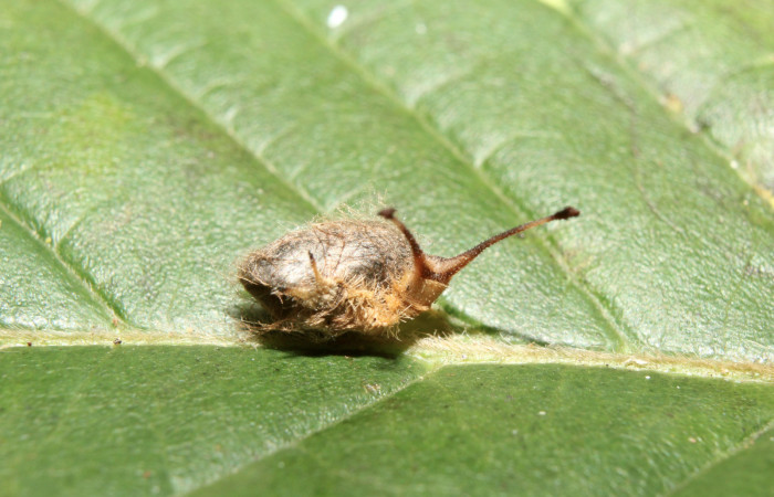 Figura 13. Capullo de parásito de nombre desconocido familia (Ichneumonidae) que ataca <i>Macrosoma heliconiaria</i></i> (Hedylidae), vista lateral, localidad Medrano Estación Quica, Sector Pitilla ACG (380m). Voucher: 17-SRNP-70739-DHJ737175.jpg.