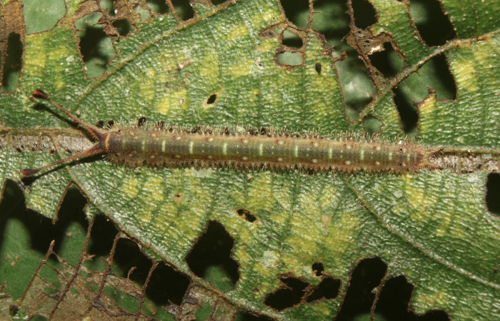 Figura 3. Larva <i>Macrosoma heliconiaria</i></i> (Hedylidae), penúltimo estadío (PU) vista dorsal, localidad Pasmompa, Sector Pitilla ACG (440m). Voucher: 20-SRNP-70250-DHJ752612.jpg.
