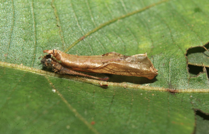 Figura 7. Pupa de <i>Macrosoma heliconiaria</i></i> (Hedylidae), vista lateral, localidad Pasmompa, Sector Pitilla ACG (440m). Voucher: 20-SRNP-70250-DHJ752656.jpg.