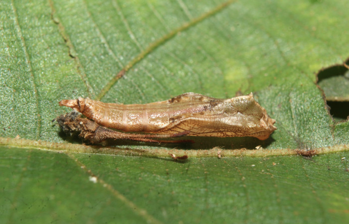 Figura 6. Pupa de <i>Macrosoma heliconiaria</i></i> (Hedylidae), vista lateral, localidad Pasmompa, Sector Pitilla ACG (440m). Voucher: 20-SRNP-70250-DHJ752660.jpg.