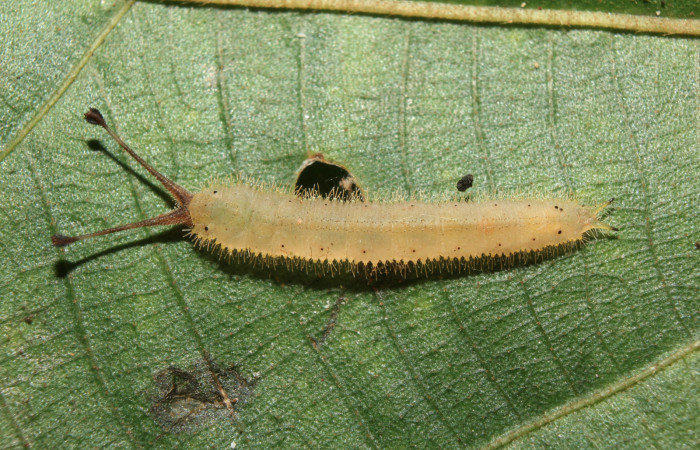 Figura 5. Larva <i>Macrosoma heliconiaria</i></i> (Hedylidae), en estado de prepupa vista dorsal, localidad Pasmompa, Sector Pitilla ACG (440m). Voucher: 20-SRNP-70359-DHJ752678.jpg.