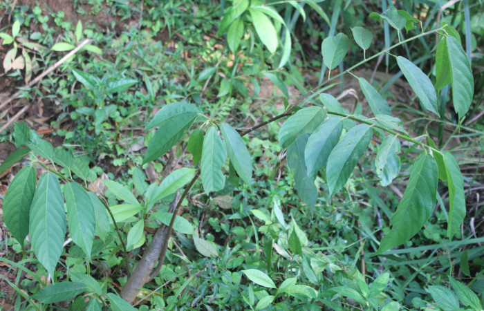 Figura 19. Planta hospedera y alimenticia de <i>Macrosoma heliconiaria</i></i> (Hedylidae), esta planta se llama <i>Apeiba membranacea</i></i> (Malvaceae), localidad Estación Quica Sector Pitilla ACG (470m), foto: Ricardo Calero 19 Marzo 2020.