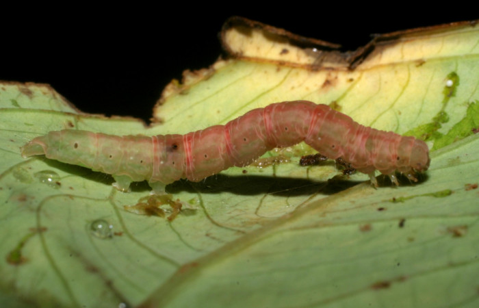 Figura 10.Prepupa posición dorsal <i>Antapistis</i></i> Poole02 (Erebidae), Sector Pitilla, Finca Santa Julia, (elevación 371 metros). Colectada 26 enero 2009 por Calixto Moraga.(09-SRNP-30368-DHJ451085.JPG).