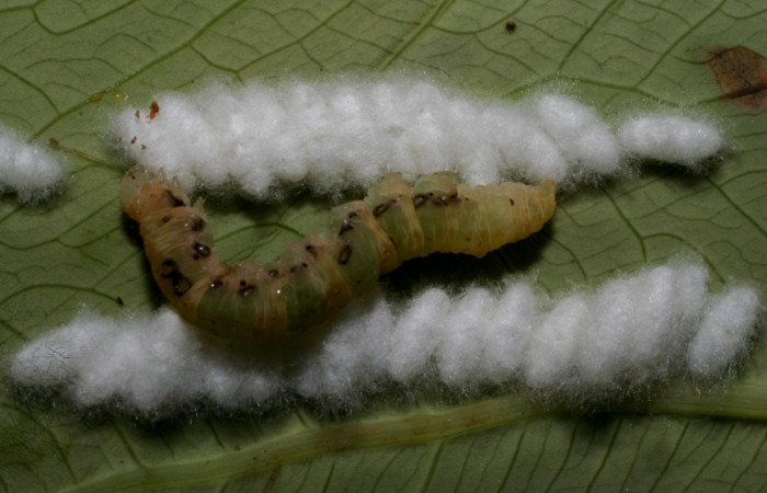 Figura 11. Capullos de parásito <i>Diolcogaster</i></i> Choi08 (Braconidae), en la larva Antapistis Poole02 (Erebidae), en el centro cadáver de la larva. Sector Pitilla, Finca Santa Julia, (elevación 371 metros). 17 febrero 2009.(09-SRNP-30529-DHJ458163.JPG).