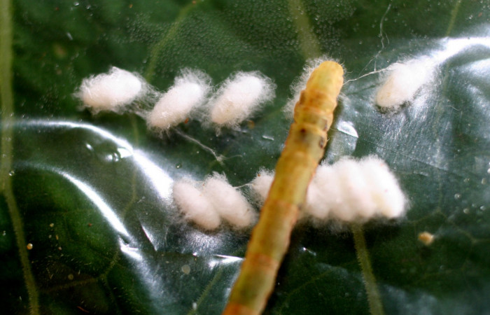 Figura 12. Capullos de parásito <i>Diolcogaster</i></i> Choi08 (Braconidae), en larva <i>Antapistis</i></i> Poole02 (Erebidae), y cadáver de larva. Sector Pitilla, Finca Santa Julia, (elevación 371 metros). 9 febrero 2009.(09-SRNP-30387-DHJ458127.JPG).