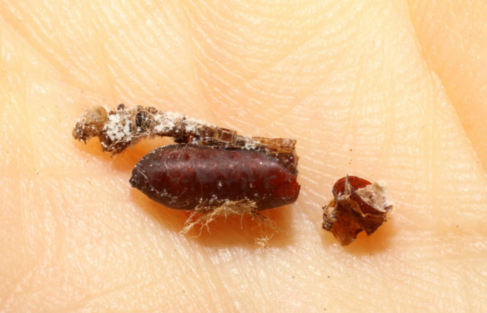 Figura 13. Pupario de parásito <i>Copecrypta</i></i> Wood04 (Tachinidae), de la larva <i>Antapistis</i></i> Poole02 (Erebidae). Sector Pitilla, Pasmompa, (elevación 440 metros). 26 enero 2009. (09-SRNP-30166-DHJ469645.JPG).