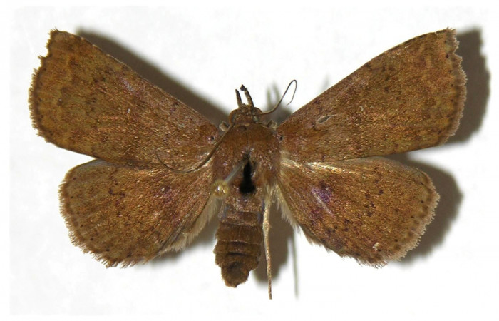 Figura 14. Adulto de <i>Antapistis</i></i> Poole02 (Erebidae), posición dorsal. (01-SRNP-3459-DHJ317586.jpg).
