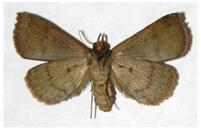 Figura 15. Adulto de <i>Antapistis</i></i> Poole02 (Erebidae), posición vista ventral.(01-SRNP-3459-DHJ317587.jpg).