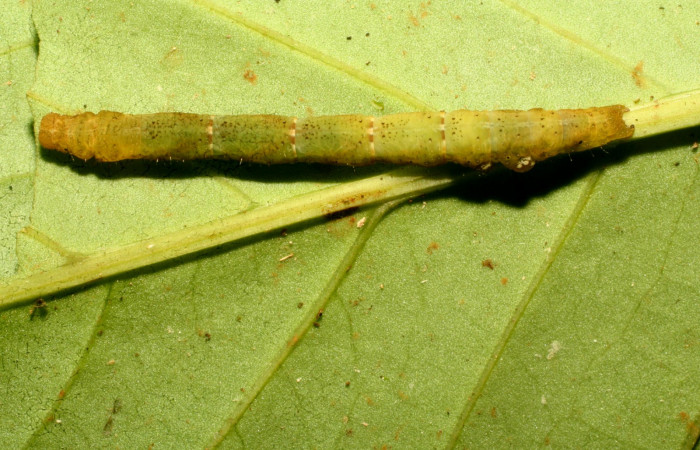 Figura 16. Larva en último estadio, dorsal entero <i>Antapistis</i></i> Poole09 (Erebidae), Sector Pitilla, Sendero Cuestona (elevación 640 metros).Colectada 26 enero 2009 por Petrona Ríos.(10-SRNP-30114-DHJ467305.JPG).