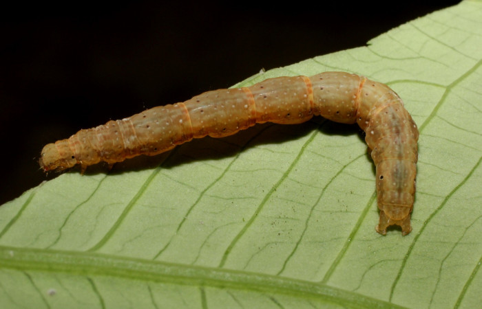 Figura 17. Larva en último estadio posición dorsal central <i>Antapistis</i></i> Poole02 (Erebidae), Sector Rincon Rain Forest, Sendero Venado,(elevación 420 metros). Colectada 26 enero 2009 por Pablo Umaña Calderon.(14-SRNP-44275-DHJ803322.JPG).
