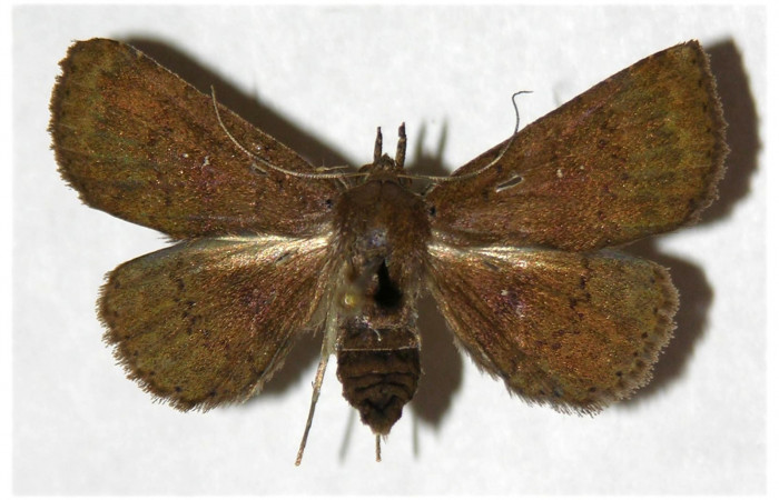 Figura 18. Adulto de <i>Antapistis</i></i> Poole02 (Erebidae), posición dorsal.(05-SRNP-41728-DHJ320590.jpg).