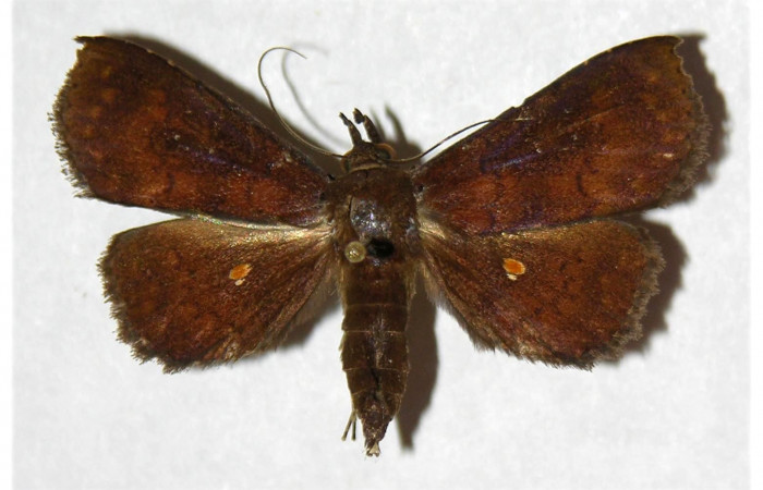 Figura 19. Adulto de <i>Antapistis</i></i> Poole09 (Erebidae), posición dorsal.(98-SRNP-6966-DHJ320734.jpg).