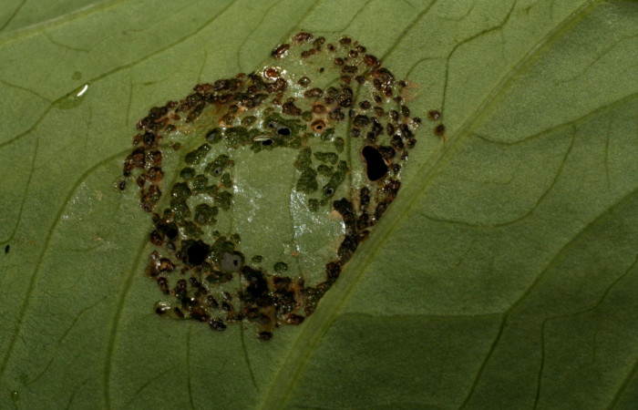Figura 1. Hoja de planta <i>Colocacia esculenta</i></i> (indroduced), comida por la larva <i>Antapistis</i></i> Poole02 (Erebidae). Sector Pitilla, Finca Santa Julia, (elevación 371 metros). Colectada 17 febrero 2009 por Calixto Moraga.(09-SRNP-30496-DHJ458159.jpg).