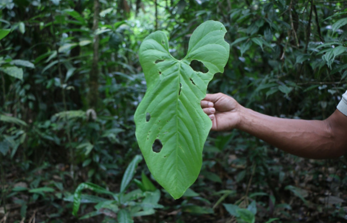 Figura. 20 Planta <i>Colocasia esculenta</i></i> (Araceae), se alimenta la larva <i>Antapistis</i></i> Poole02, (Erebidae). Foto Anabelle Córdoba 31 Marzo 2020.