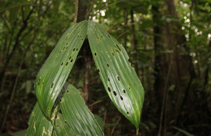 Figura. 21 Planta <i>Anthurium ochranthum</i></i>  (Araceae), se alimenta la larva <i>Antapistis</i></i> Poole09, (Erebidae). Foto Anabelle Córdoba 18 Marzo 2016.
