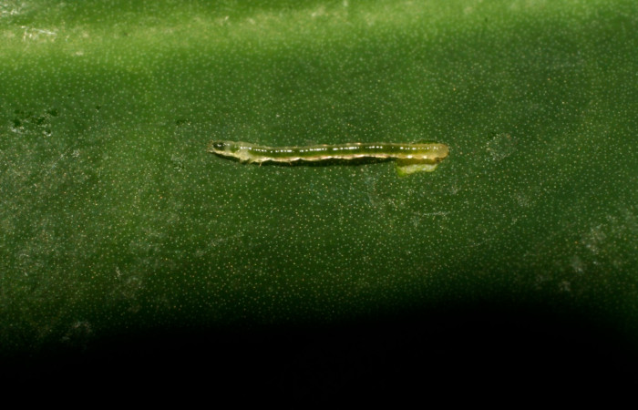 Figura 2. Lateral entero <i>Antapistis</i></i> Poole02 (Erebidae), Sector Pitilla, Finca Santa Julia, (elevación 371 metros). Colectada 17 febrero 2009 por Calixto Moraga.(09-SRNP-30496-DHJ458158.JPG).